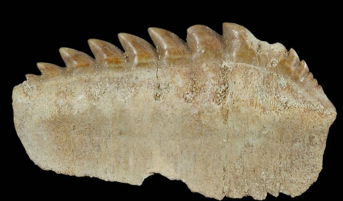 Fossil Cow Shark (Hexanchus) Tooth - Morocco #115823